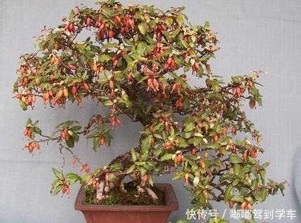 满山|满山都是“羊奶果”，不能错过的盆景树种，做成盆景别具一格！