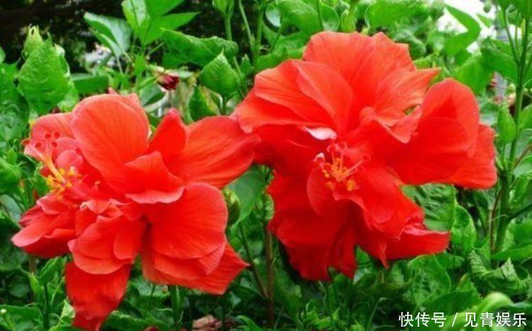 婀娜多姿|几款花卉花期长易打理,婀娜多姿,漂亮高贵优雅,对待新手很友好