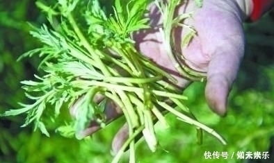 野菜|五月宁可不吃肉,也要给孩子吃这种野菜,钙含量是牛奶的好几倍