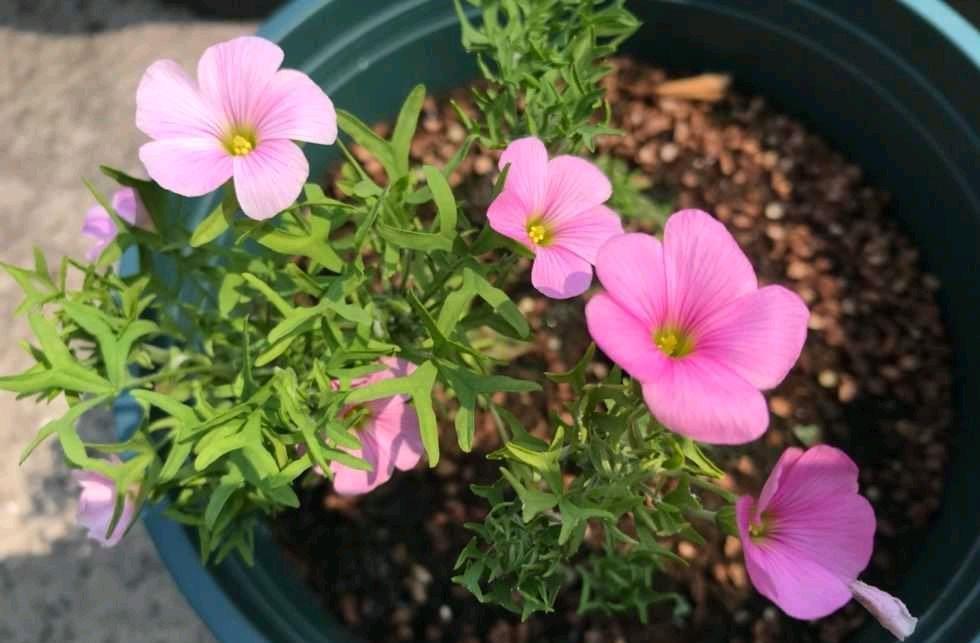 阳台上养2种小花,株型小巧花量很大,颜色漂亮又好养
