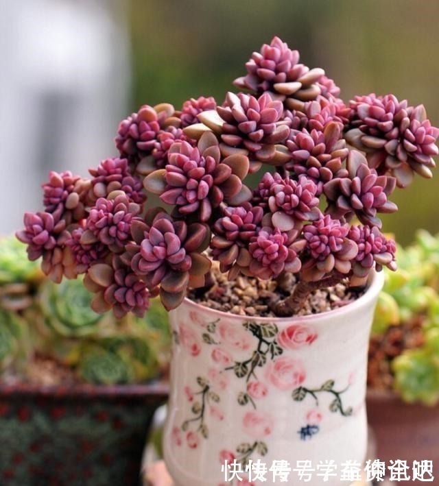 多肉度夏|多肉度夏怎么浇水，放哪里养，教你“2招”，顺利度夏，又肥又美！