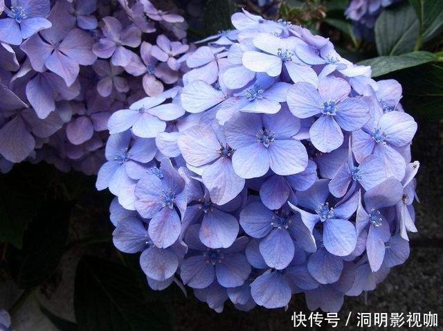 爆盆|抵不住高温花卉全死了,那就剪成“秃秃花”,1个月又重新长爆盆