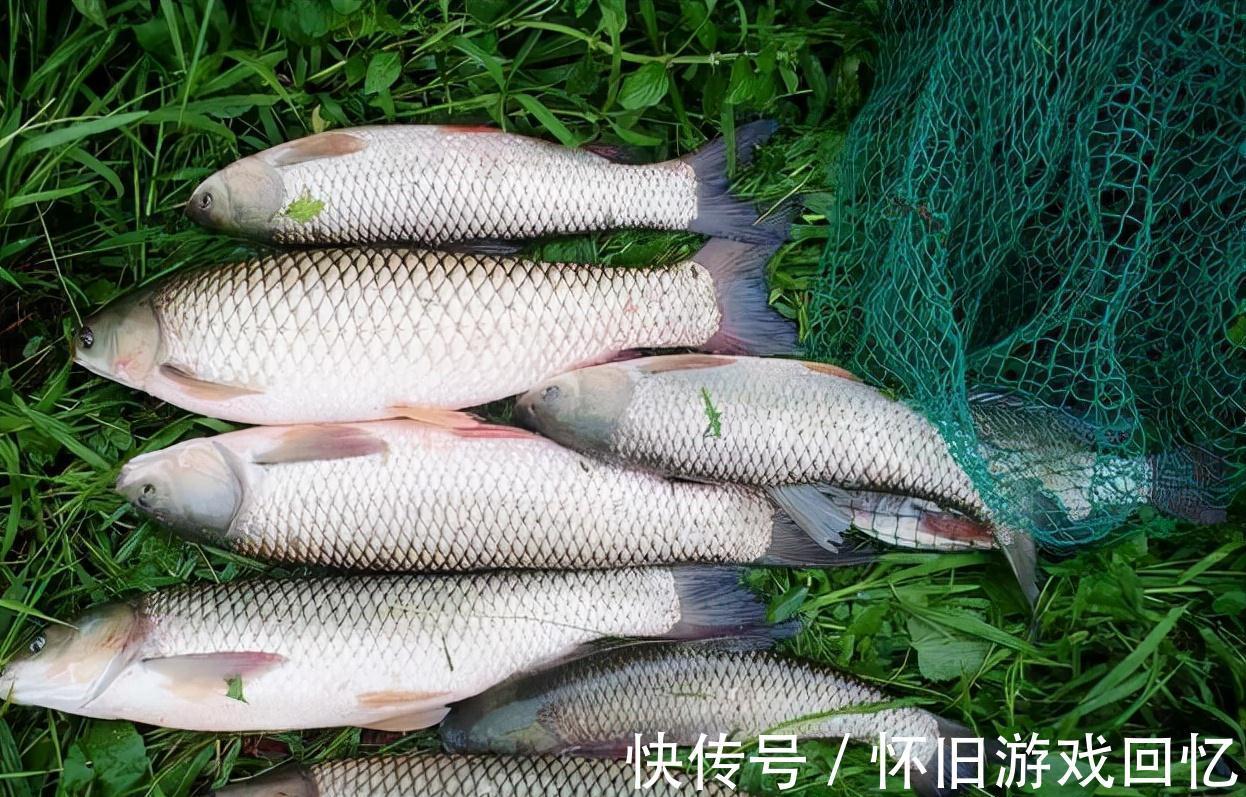 野钓试试这两种打窝方法,专门针对鲤鱼和草鱼,鱼口一竿接一竿