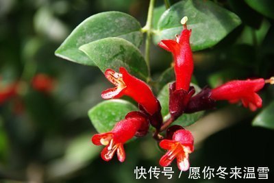 此花花朵宛如口红一般，别具一番雅趣，寓意着花美一时你美一世