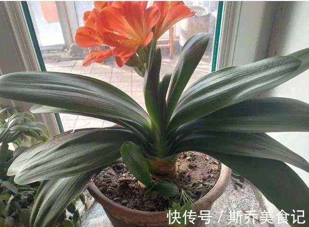 花盆|老师傅养兰花和君子兰从不乱施肥，就用三种，这才叫经验