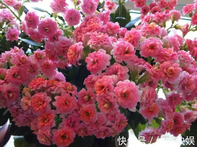 李大爷养花，2种水“浇灌”所有花，1盆比1盆旺，从不买“花肥”