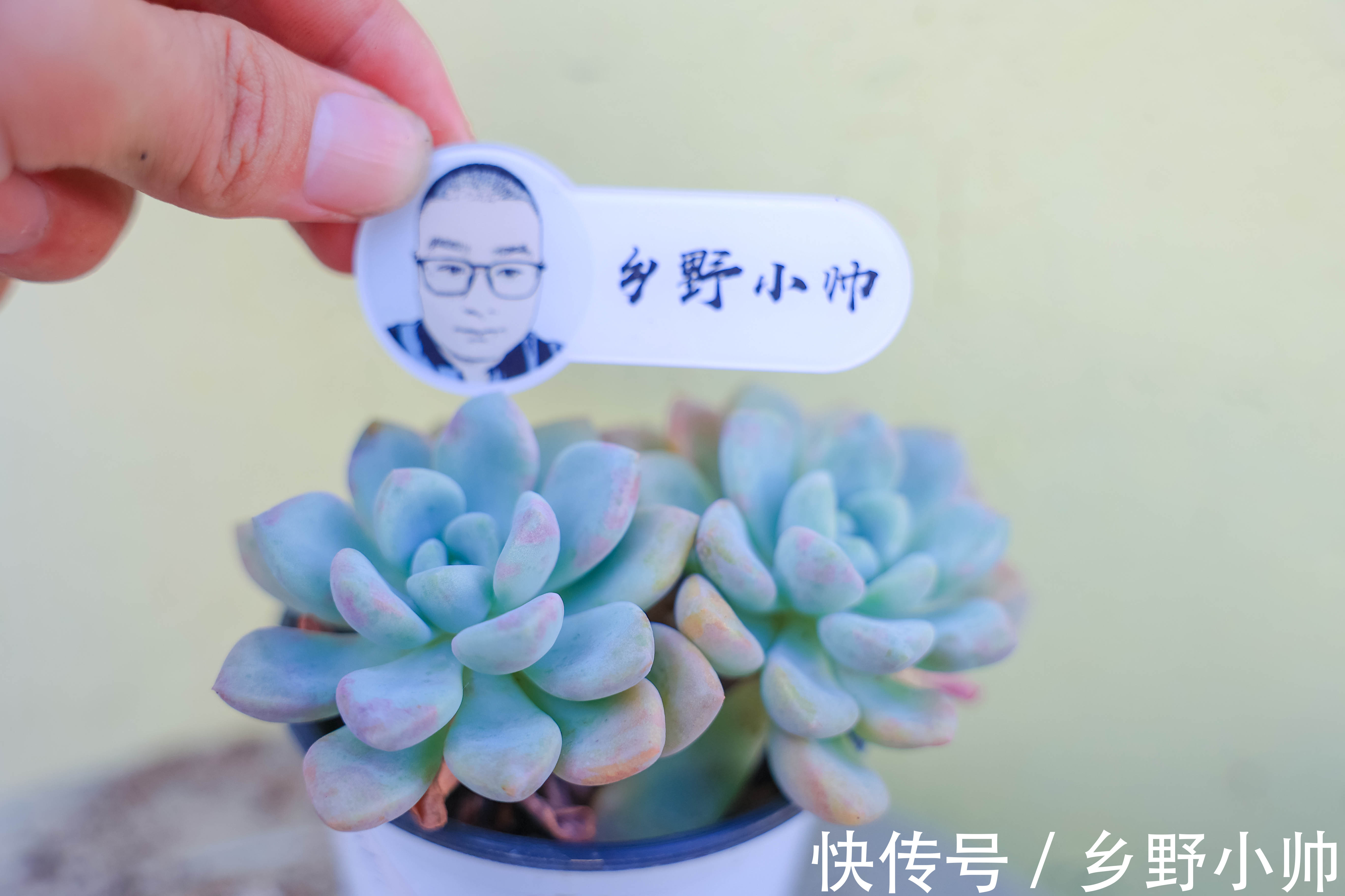 肉肉|多肉在这几种情况下不能晒太阳，不能浇大水，养肉小白注意了