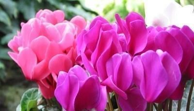 植物|这五种“花卉”都是懒人花,每月浇水一次,不会烂根,远离黄叶