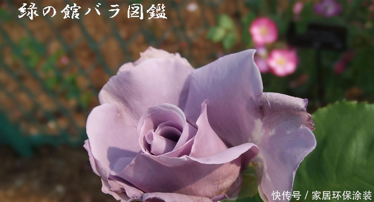 20款紫色月季品种。浓香、抗病非常好养,天然紫色唯美盛开