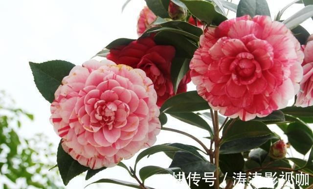 油茶|养花“高手”养茶花,都用这种“方法”,让它变成“五彩茶花树”