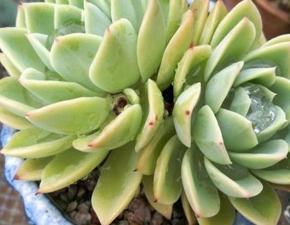 养多肉,学会这“4点”,叶片蹭蹭长,很快就能爆盆!