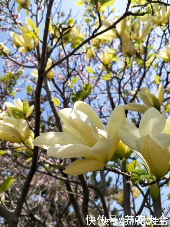 古代|古人喜欢的花,一直传承至今,每一种都超有气质