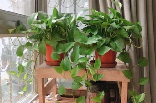  垂吊植物|垂吊类绿植：绿萝、吊兰看腻了!盆栽这些花卉，漂亮、好养