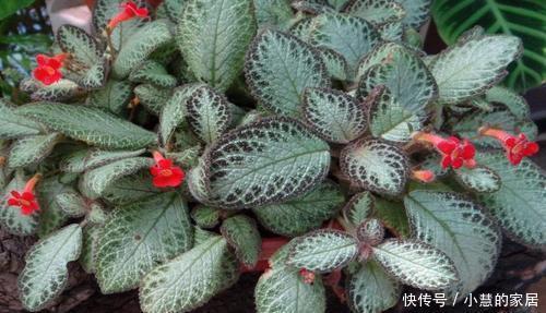 家里采光不好,不妨试着养3种花,轻轻松松开满盆,是盆栽佳品!