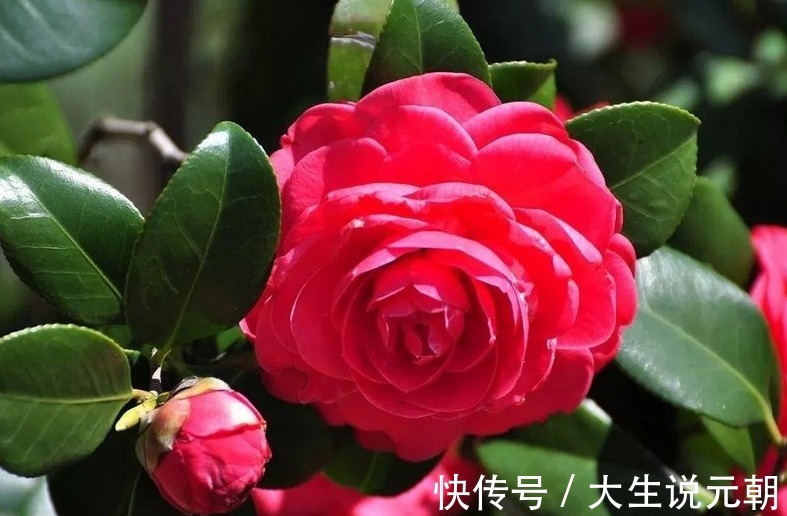 茶花黄叶花苞还打不开做好这5点，茶花开得又大又艳