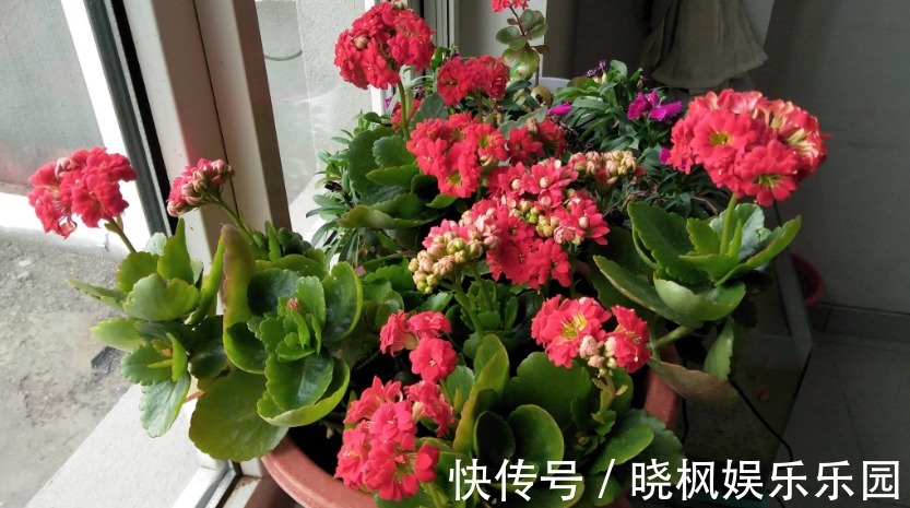 夏季长寿花要休眠,但出现这些情况,一忽视就只能收获空盆