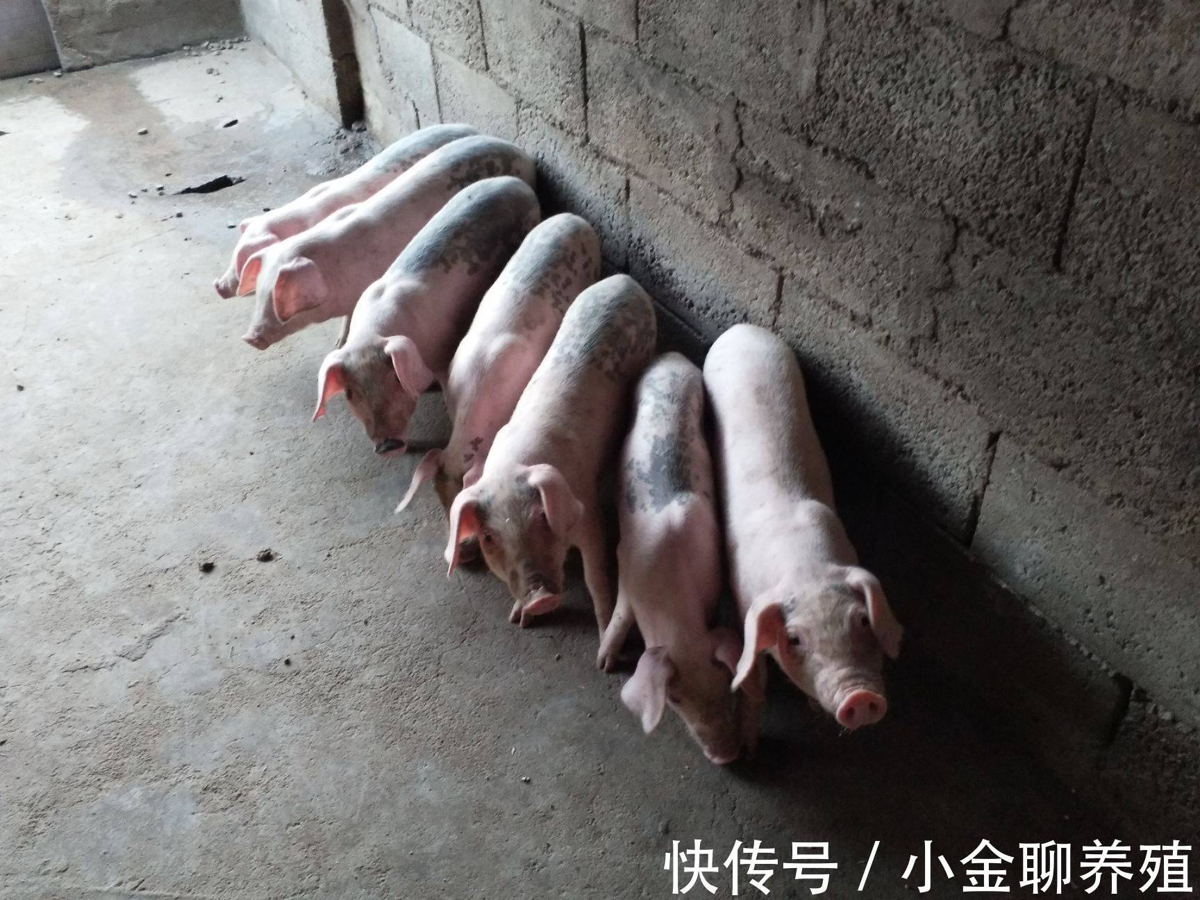 肠道出血|中大猪腹泻是什么原因?成年猪腹泻的主要原因是什么引起的?