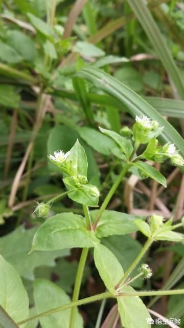 鹅肠菜怎么做好吃？