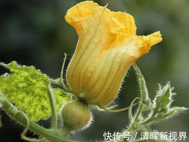 蝈蝈|百岁爷爷推荐农村老辈人的治病良药南瓜花,既抗癌又治乳腺炎