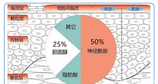 角质层|皮肤“外油内干”还老爱长痘，怎么破？
