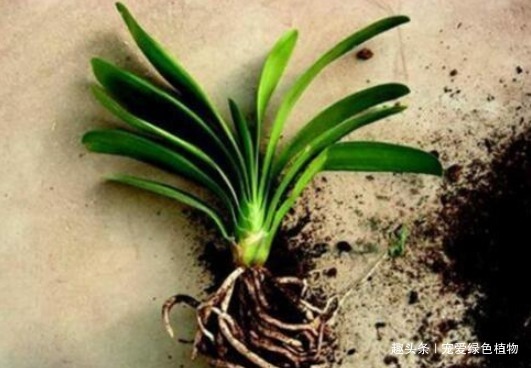 君子兰难开花用上“2种废料”，1年能长8片叶，能开2次花！