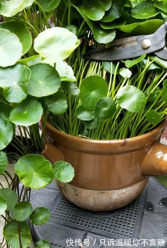 养花技巧铜钱草养在这，7天就爆盆，叶子长成巴掌大！