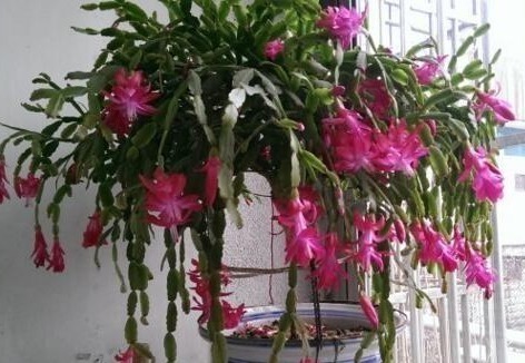 养蟹爪兰,就在盆里加“它”,轻轻松松开成花海,爆盆不是梦!