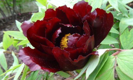 “优良牡丹”初乌,花色如墨,姿容高雅,实属养花首选