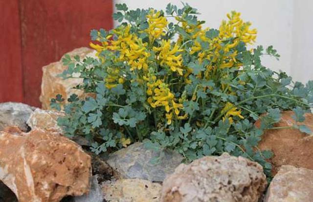 此种“野草”,长在“石缝里”,以往没留意,殊不知,1斤卖1百