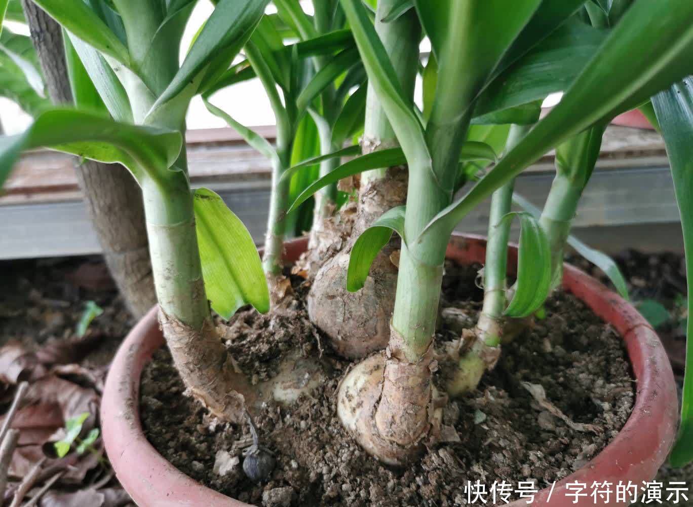 花朵|可养室内的3种花,叶色翠绿花朵高雅,阳光不足也能生长