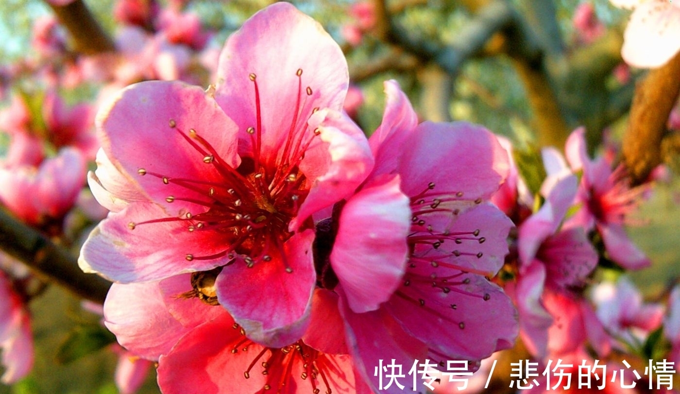 水仙花|这3种“年宵花”是一次性的,开花后就“不再复花”,别花钱买了