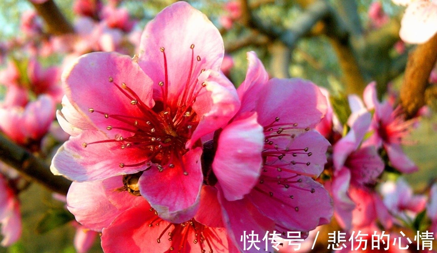 水仙花|这3种“年宵花”是一次性的，开花后就“不再复花”，别花钱买了