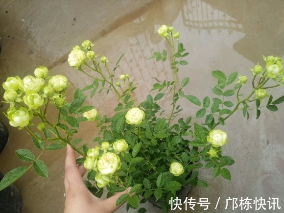 品种|10个最奇葩的月季品种,你可能一个都没见过!