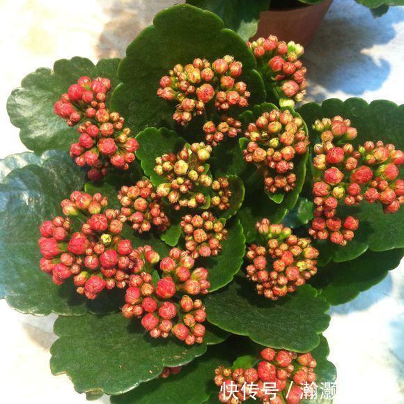 爆盆|让长寿花、天竺葵花朵开爆盆记住1个“时间表”，跟着学就行了