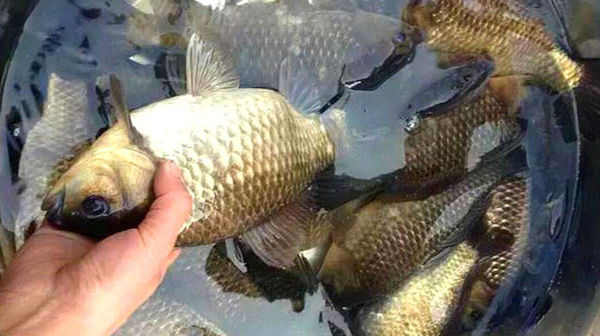 五款自制饵料配方,鲫鱼疯狂着迷,杂鱼不沾,盛夏野钓大板鲫必备