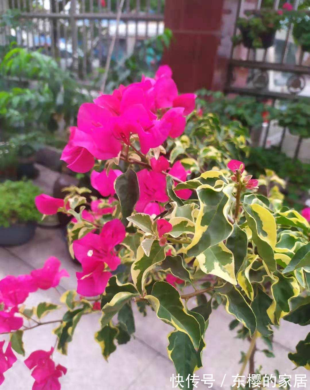 太阳|夏天养护5种花,大太阳下也别躲,越晒越爆盆