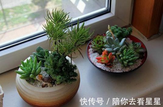 肥料|养花就用它来浇,怎么浇都肥,怎么养都好,植物很容易爆盆