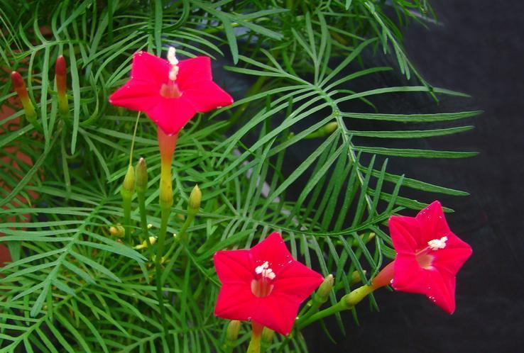 花开时节$红心闪闪惹人爱——茑萝