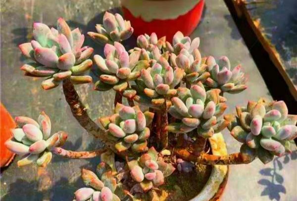 12种值得珍藏的多肉,越老越美丽,养成老桩才值钱