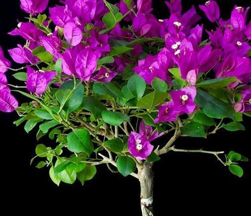 花友|养三角梅,记住5点,根壮叶绿,四季开花