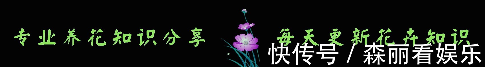 李探花|2款适合新手种植的花,一养就爆盆,花大色艳,四季都开花,超美