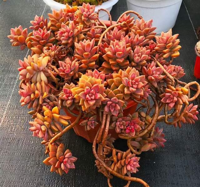 这“三多肉”是公认的爆崽小能手,室外冻一冻,憋成群生肉墩子