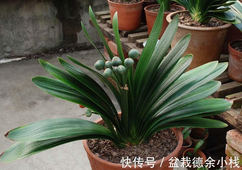 恶习|君子兰盆栽,忌讳这3个地方不走心,养成恶习