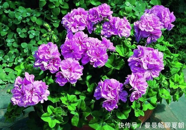 喜酸性的花每次浇水滴点“醋”，不黄叶不烂根，根系长满盆猛开花