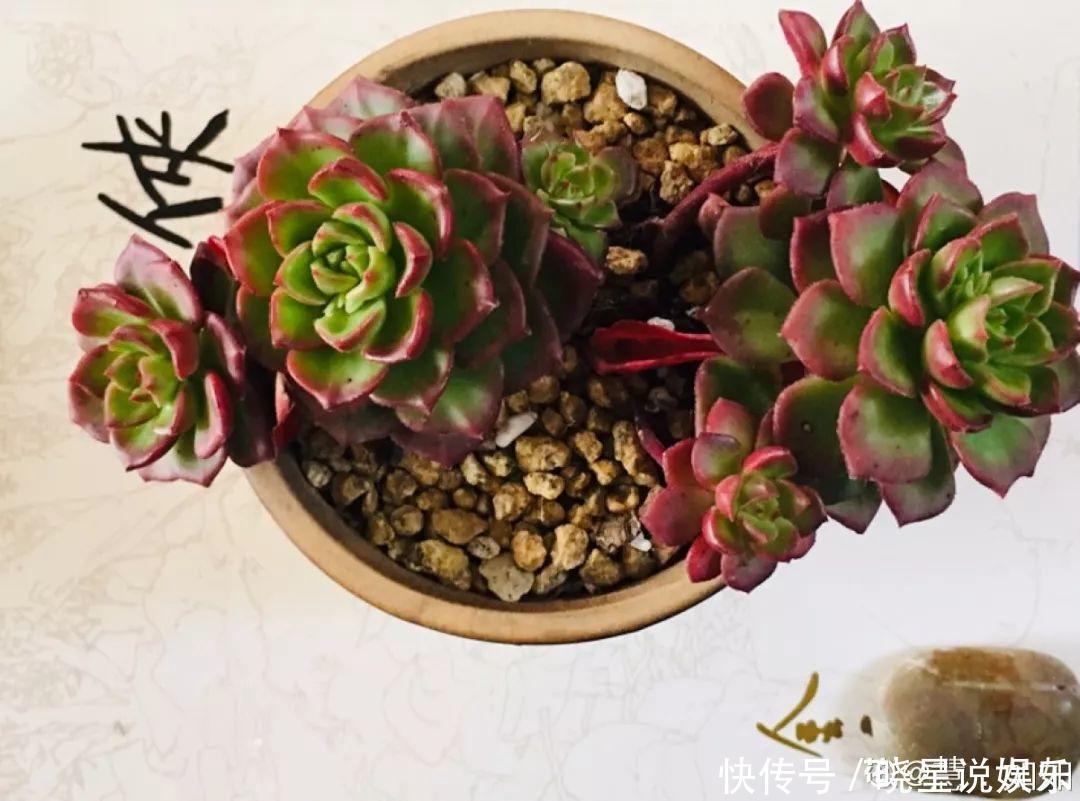 秋天买多肉,认准这点,长得胖嘟嘟窜出一圈小芽!