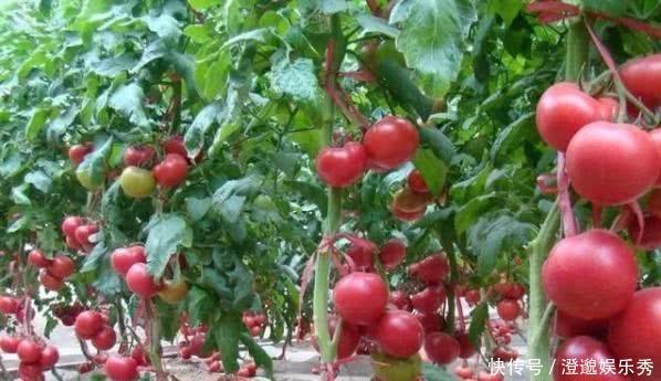 土豆|异想天开,土豆嫁接西红柿,长出这样的果实!