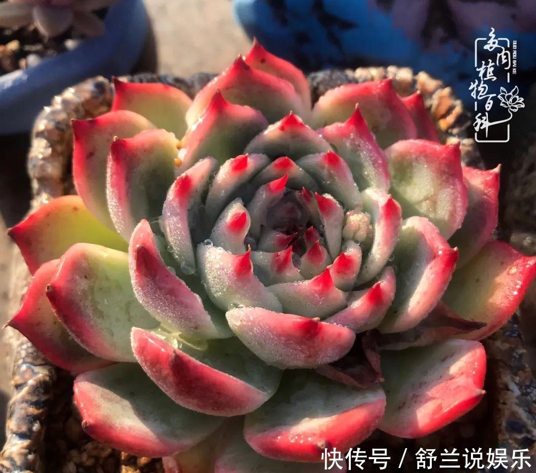 楼顶的多肉,让我的生活无意间打开了一个新世界!