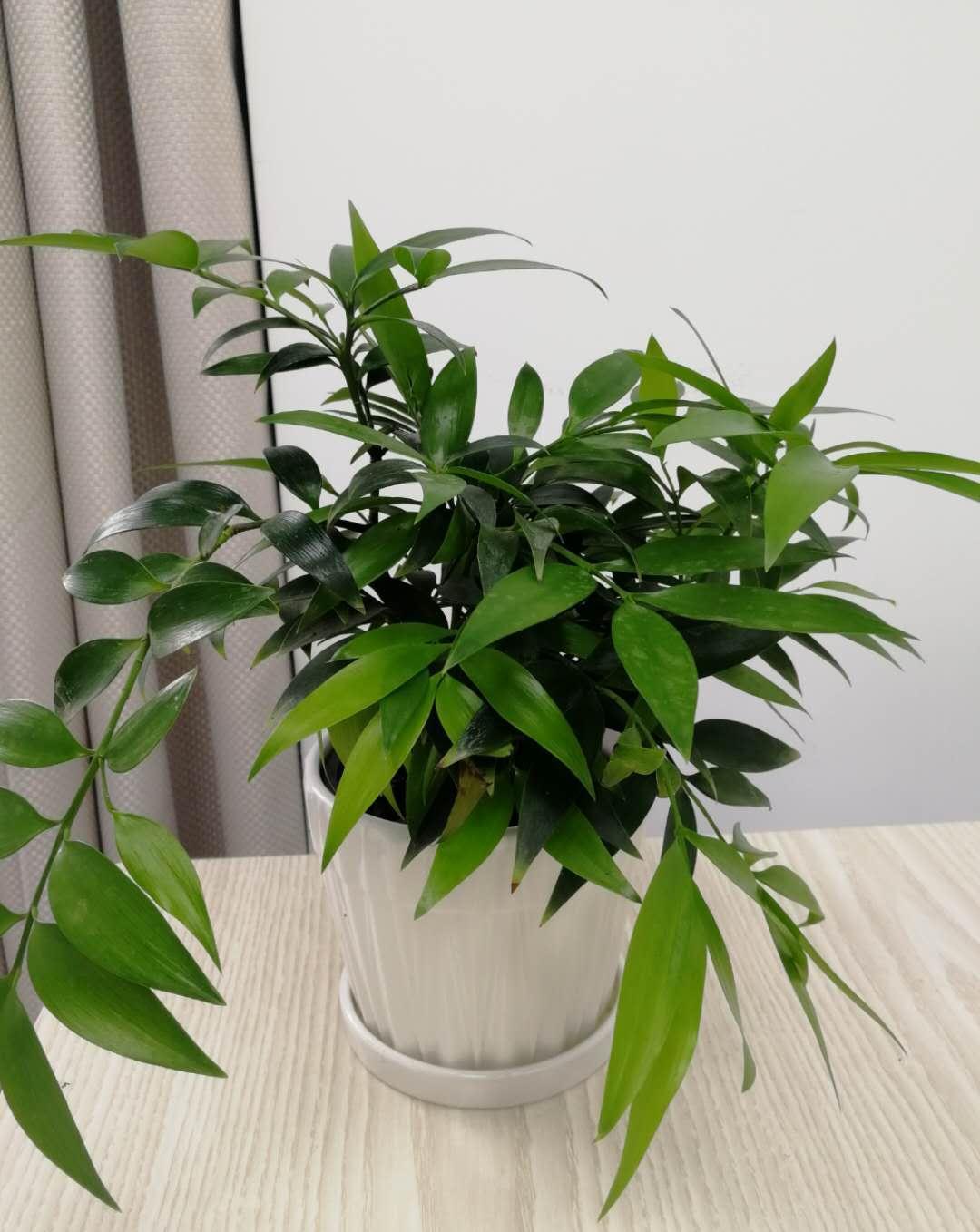 这3种花,最适合放在办公桌,赚钱容易没烦恼,提神又醒脑