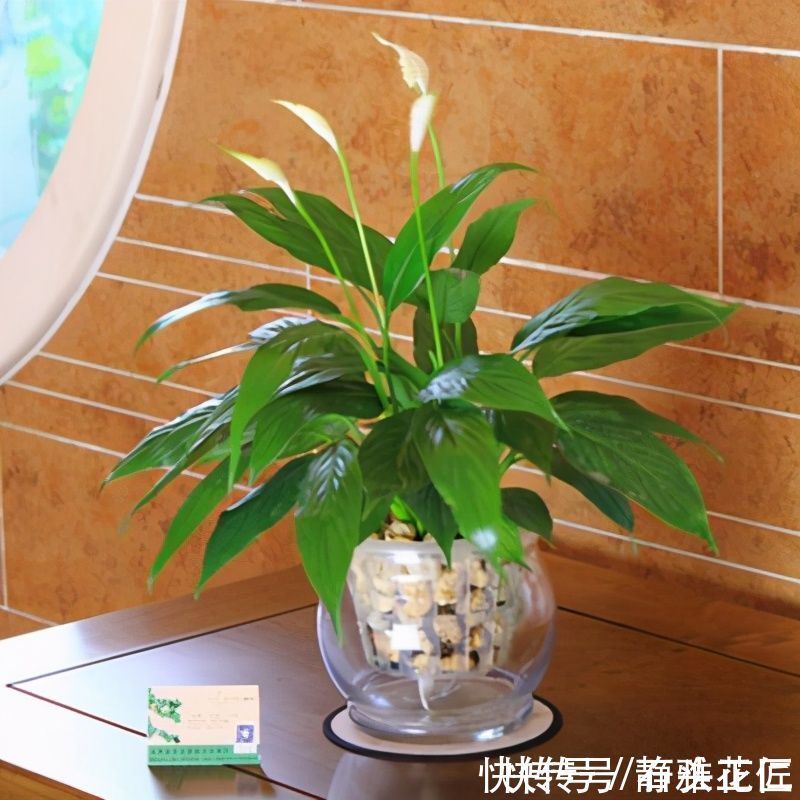 养文竹|都说冬天要“少浇水”，家里有“4种花”要勤浇水，预防黄叶