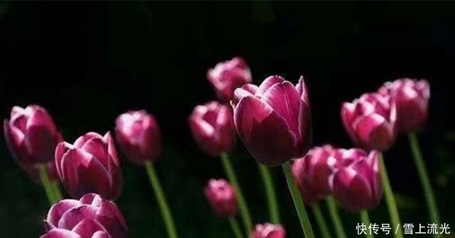 用上3种天然水浇花,促进根系生长增加营养,遇到了一定要存点